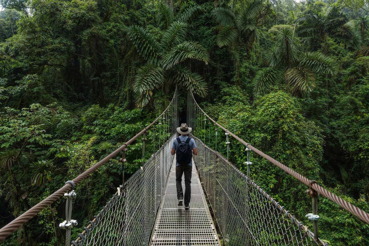 Tourist Walking A Suspended Bridge Through A Cloud Forest In Costa Rica, Central America